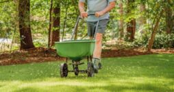A man spreading fertilizer on the lawn with a push spreader, maintaining healthy grass and garden care in a yard.