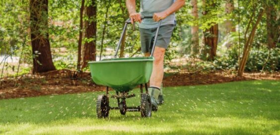 A man spreading fertilizer on the lawn with a push spreader, maintaining healthy grass and garden care in a yard.