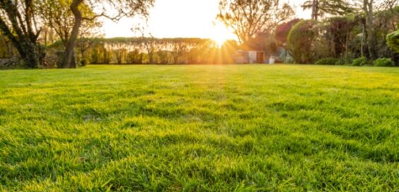 The setting sun lights a lush green lawn while the trees and hedges frame a quiet backyard area behind a new home.