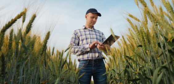 A farmer wearing a hat in a wheat field during the daytime. The farmer looks at a small tablet in their hands.